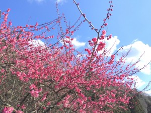 梅２