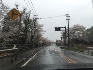 さくら６
