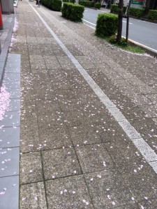 桜散る