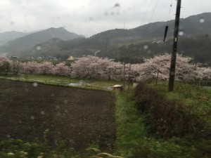 さくら２