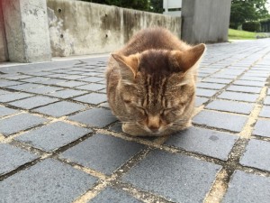 千光寺９