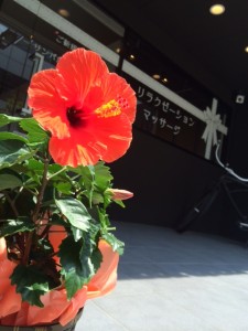 ハイビスカス