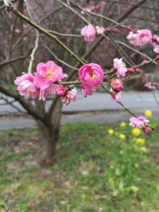 ume