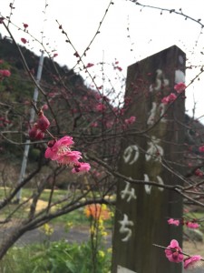 ume2
