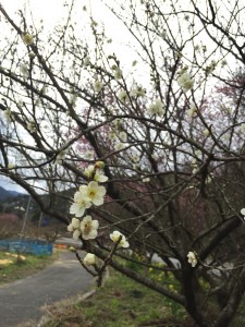 ume3