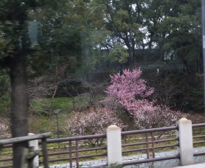 梅
