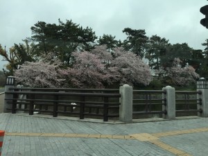 サク3