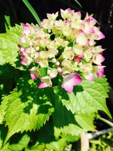 紫陽花