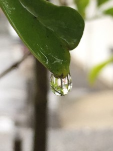 しずく