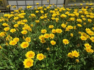 黄色２