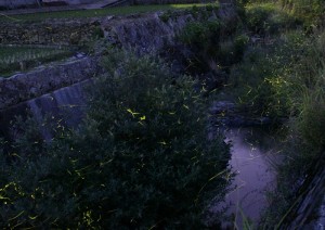 nagai11