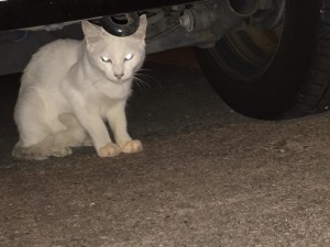 釣り５