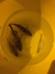 釣り３