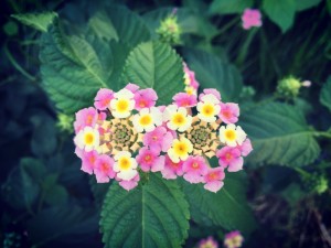 花