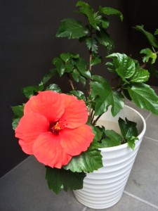 花２