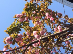 やえ２