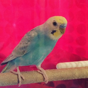 tori2