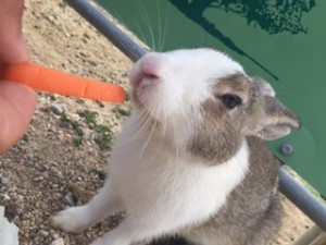 usagi