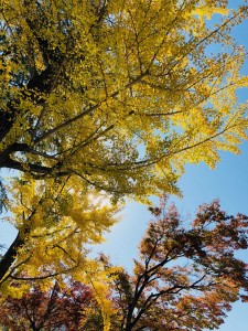 紅葉