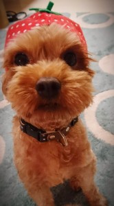 犬２