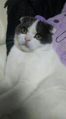 1猫