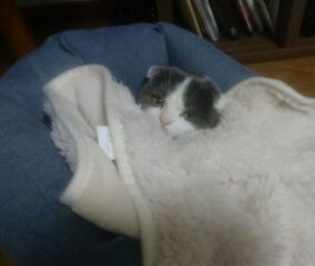 2猫