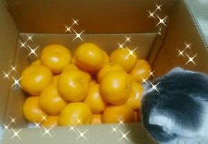 田中みかん