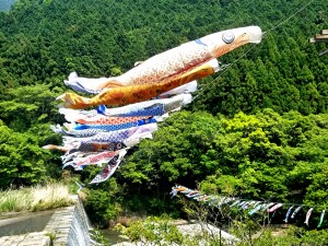 鯉のぼり１